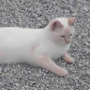 Meet your Posher, Daniel